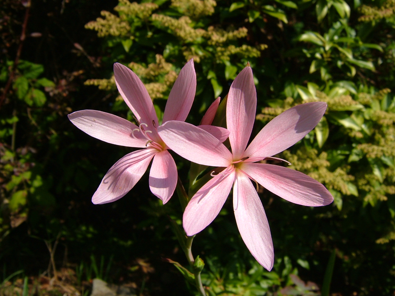 Pink Hesperantha - 1