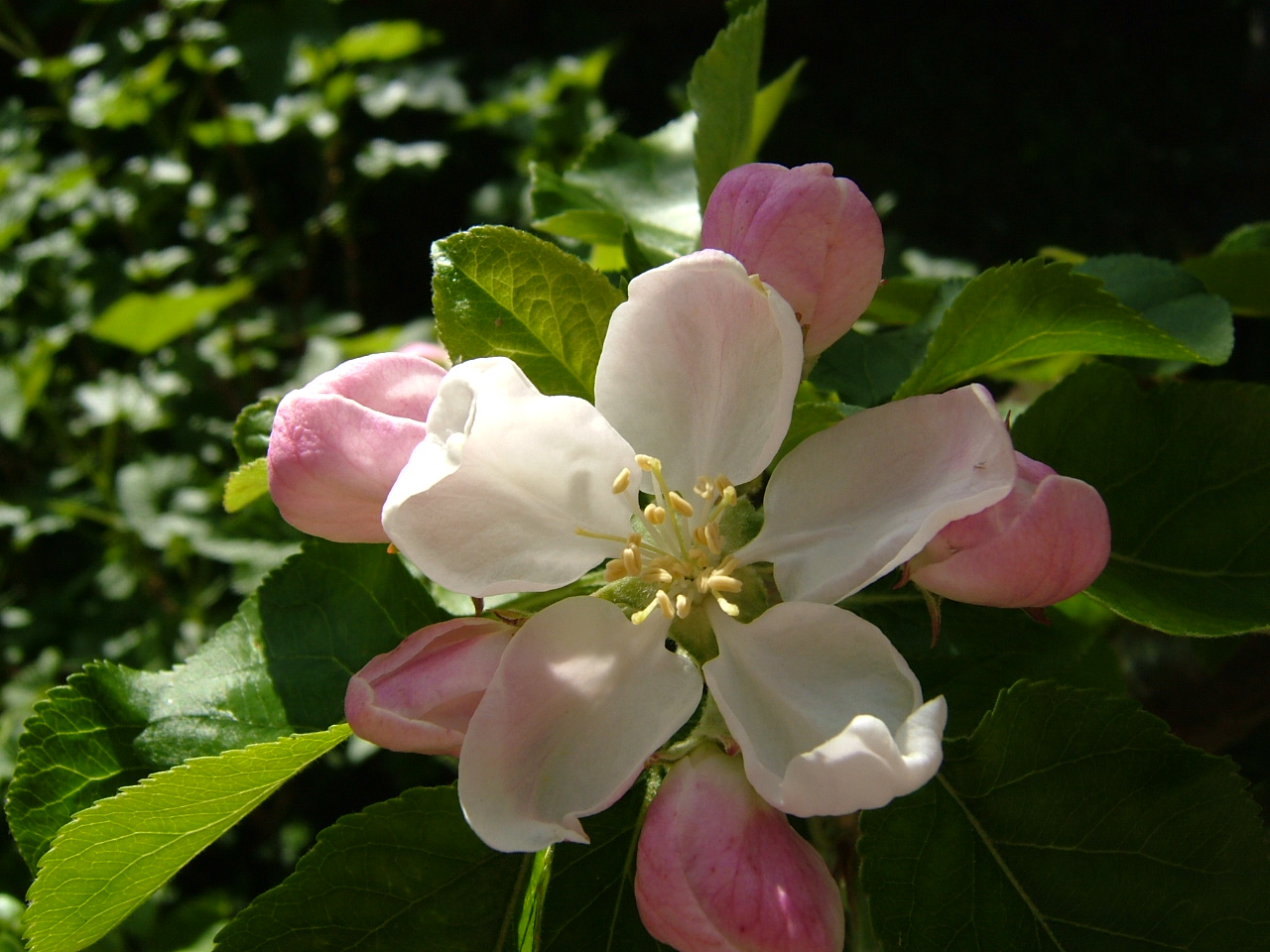 Apple Blossom