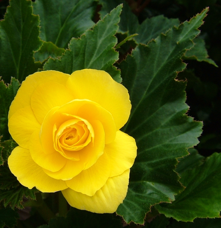 Yellow Begonia