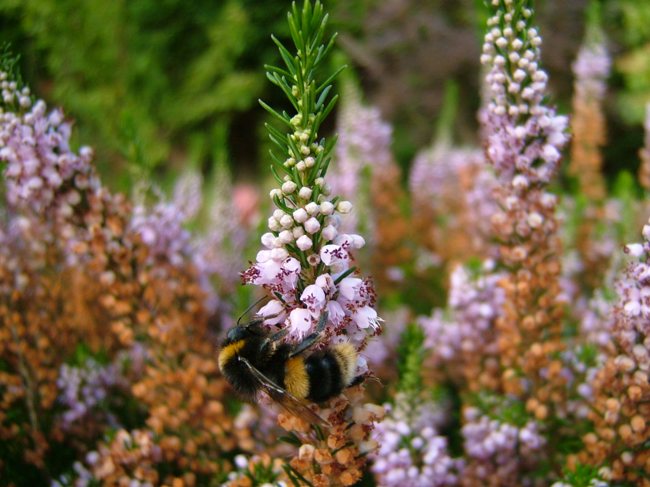 Bumblebee and Heather