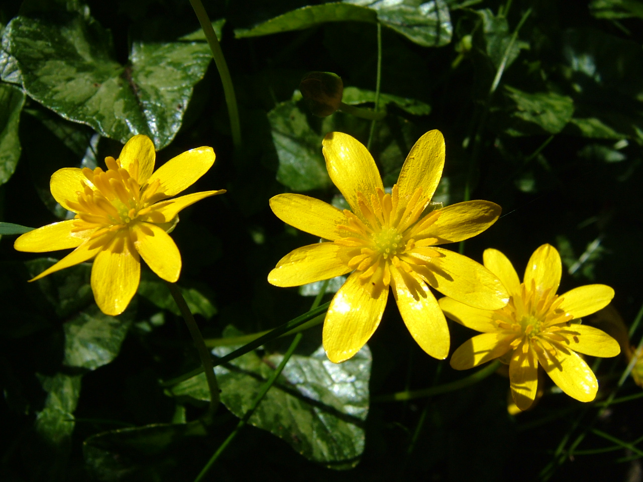 Buttercups