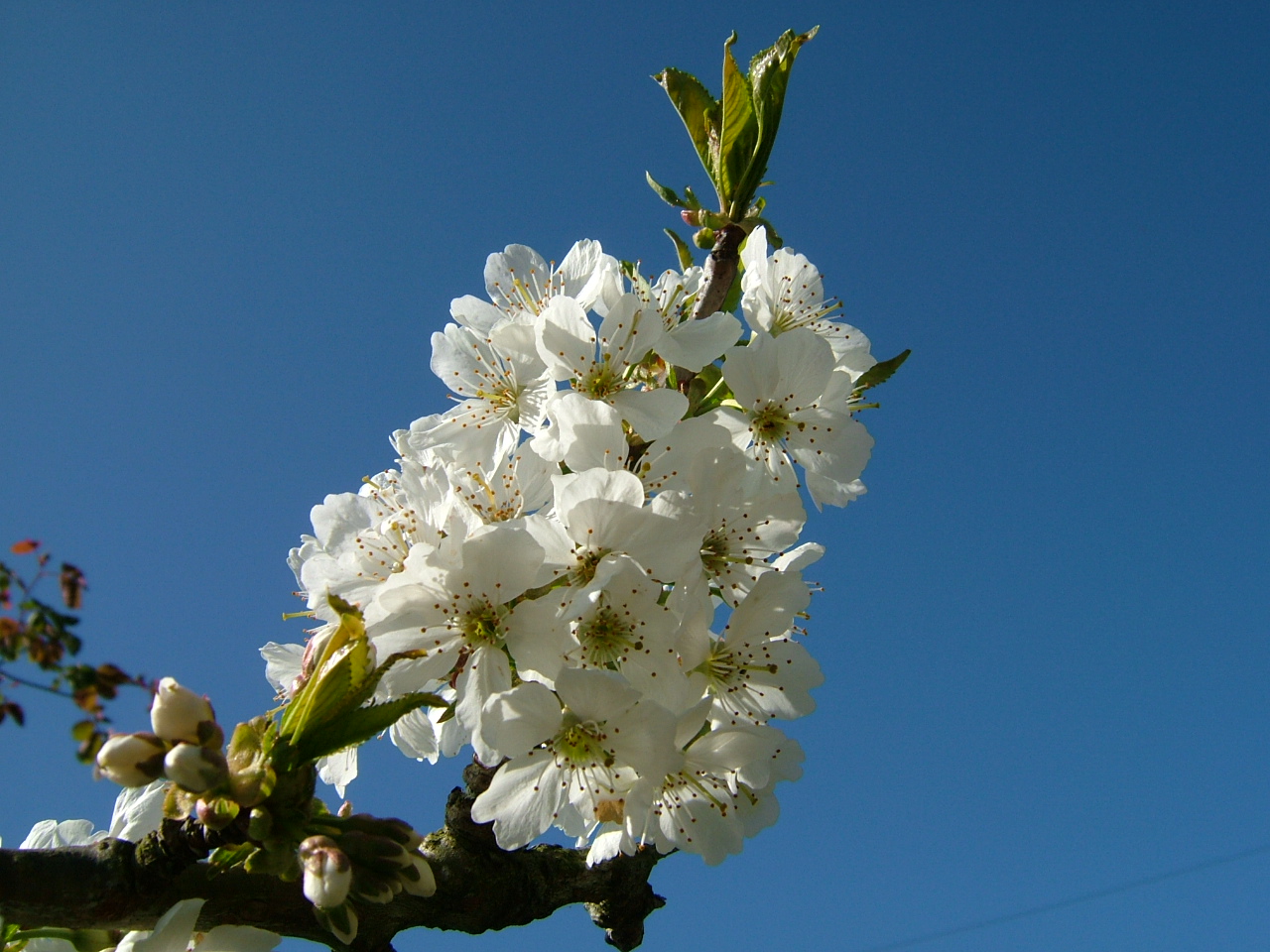 Cherry Blossom