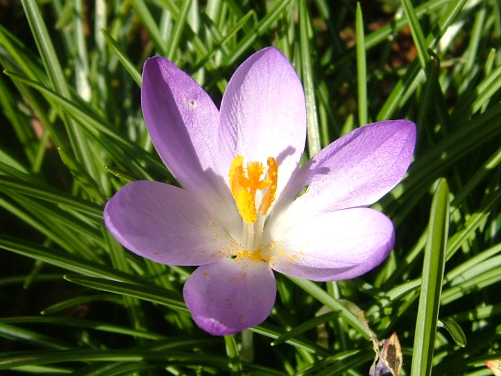 Purple Crocus