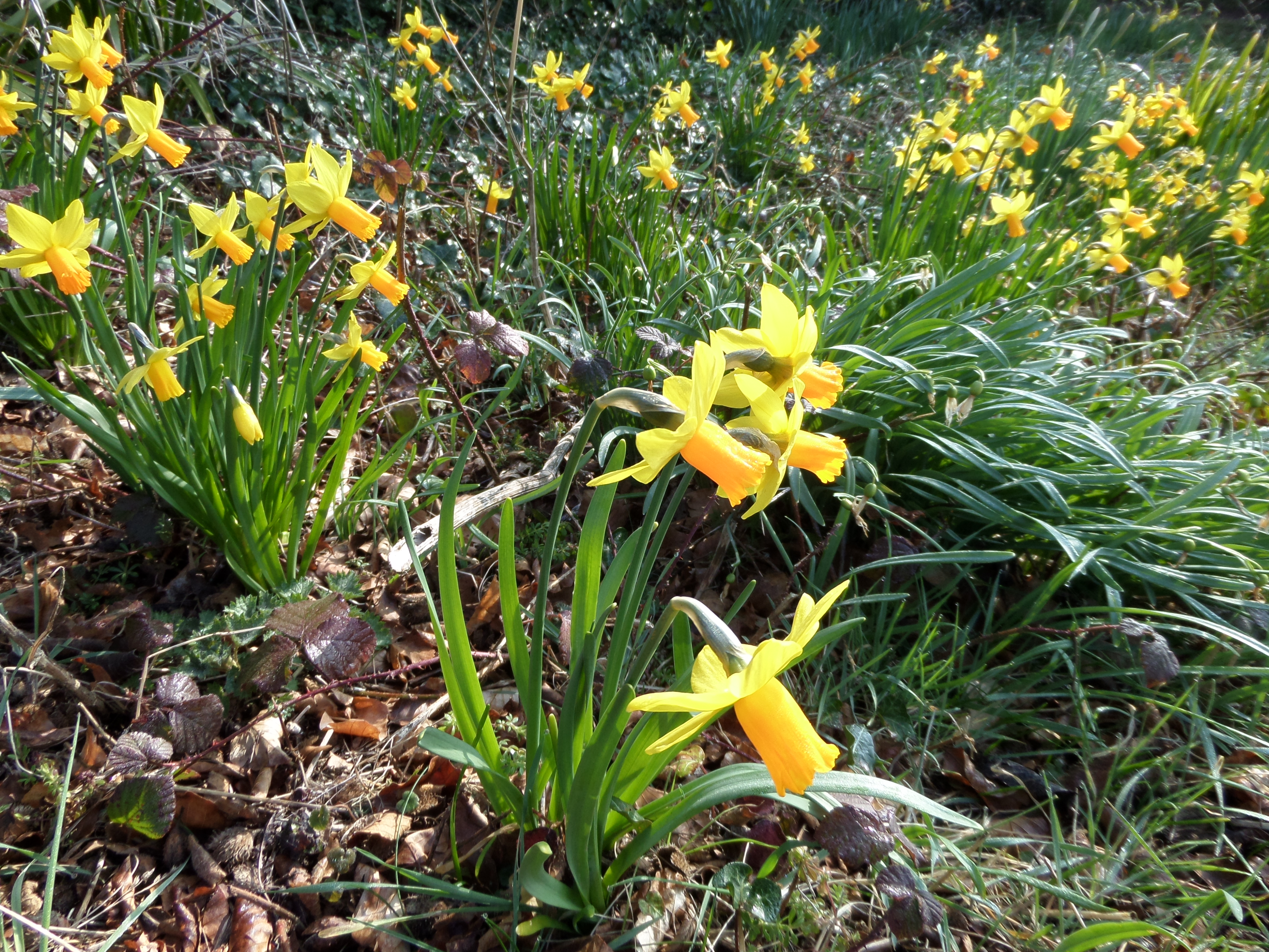 The Daffodils of Eryl Môr