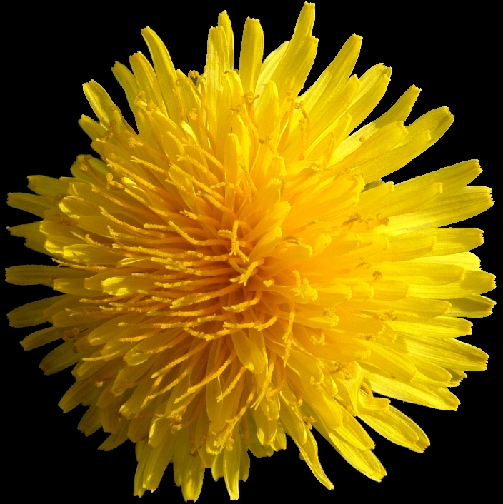 Dandelion