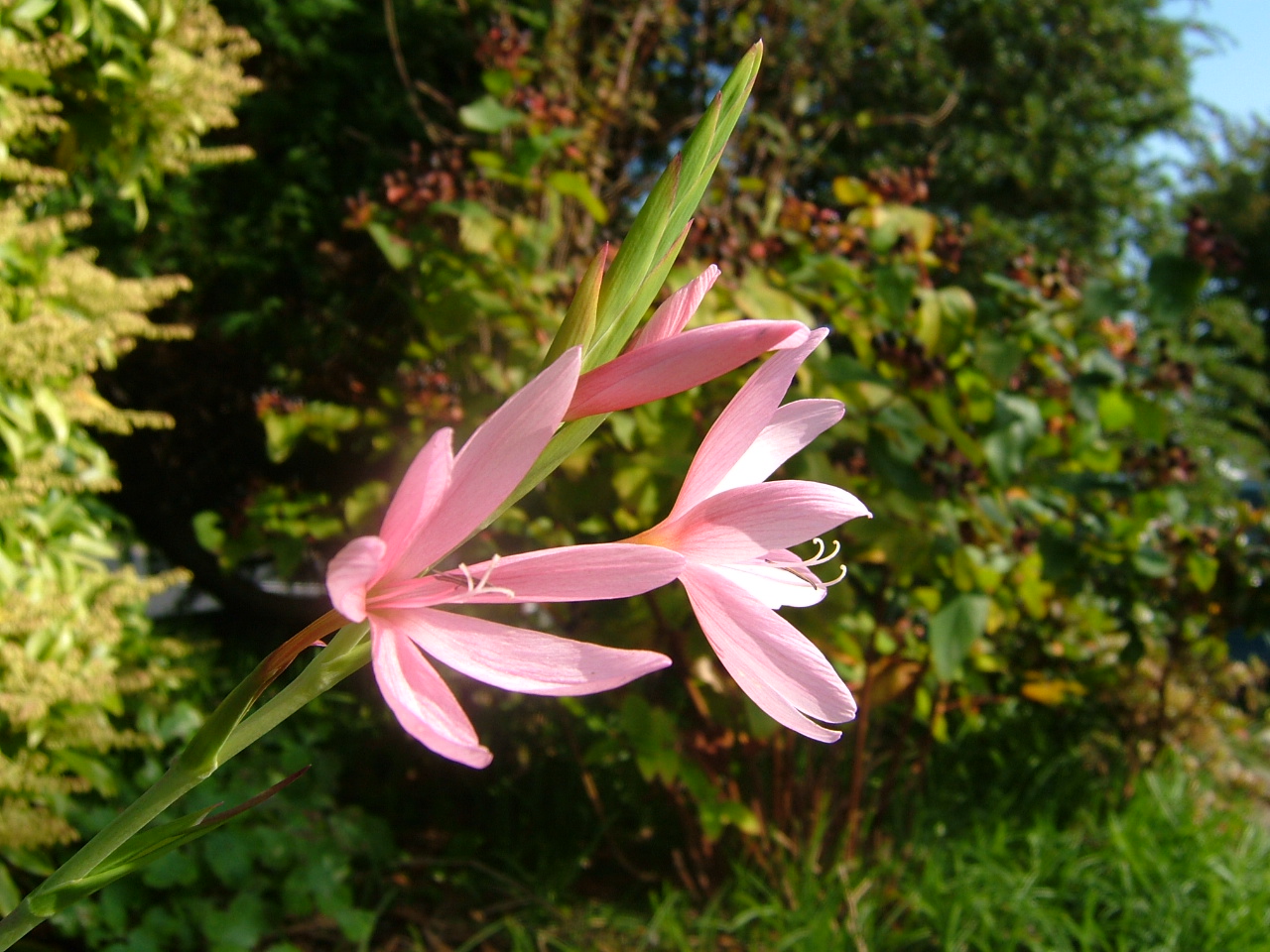 Pink Hesperantha - 2