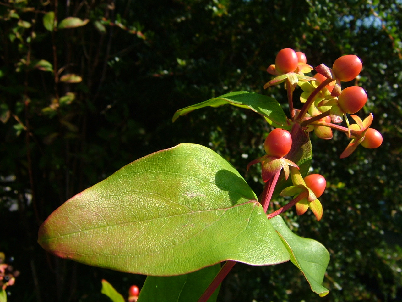 Hypericum