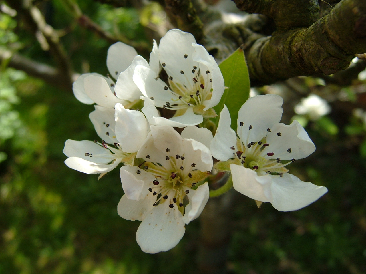 Pear Blossom