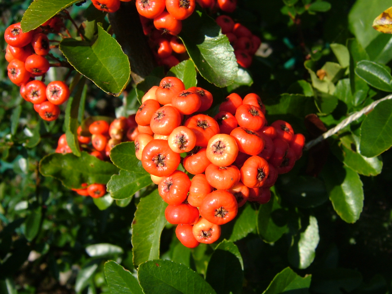 Orange Pyracantha