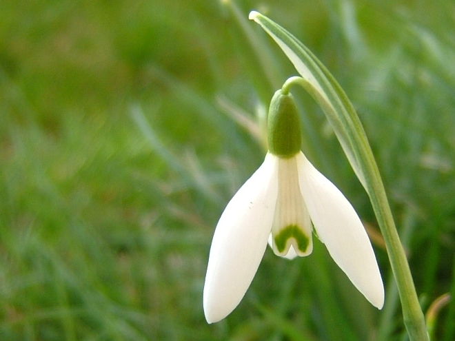 Snowdrop