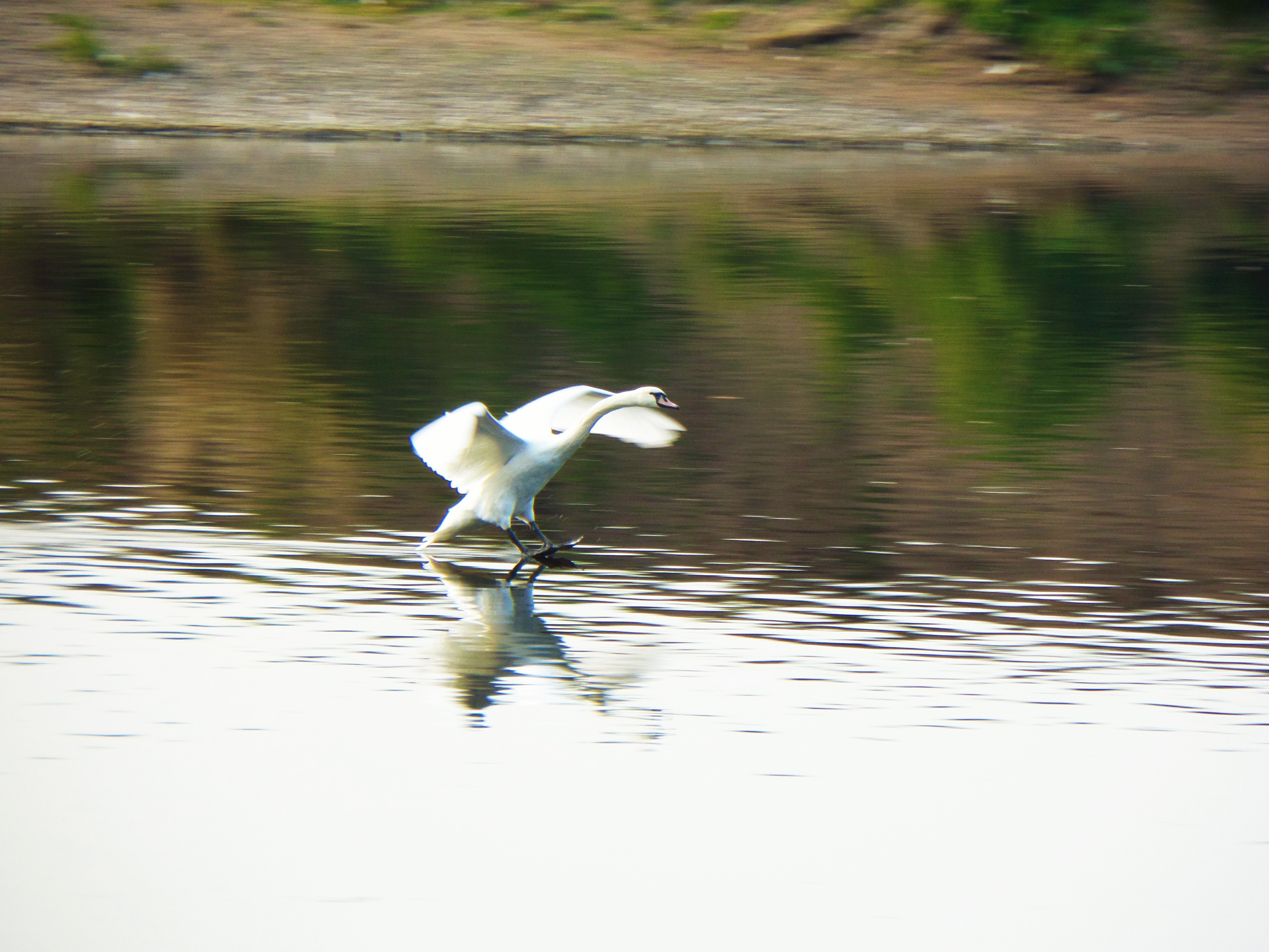 Swan landing on the River Wye, Ross-On-Wye
