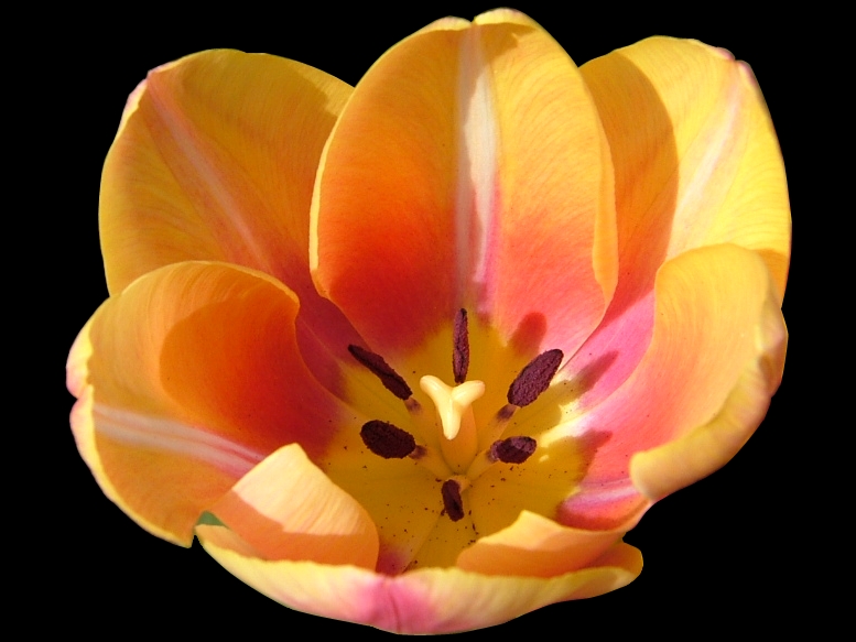 Orange Tulip