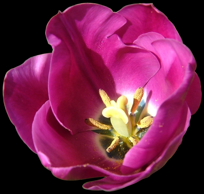 Pink Tulip